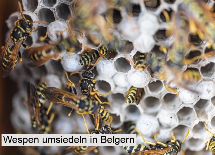 Wespen umsiedeln in Belgern